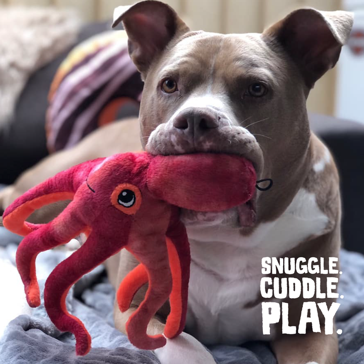 Olivia the Octopus